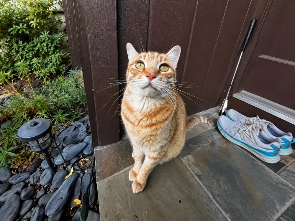 A candid photo of a pet before it becomes stickers